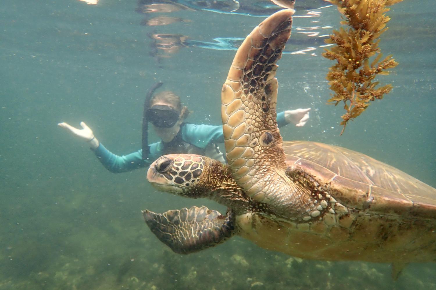 一名<a href='http://gcpn.ngskmc-eis.net'>bv伟德ios下载</a>学生在Galápagos群岛游学途中与一只巨龟游泳.